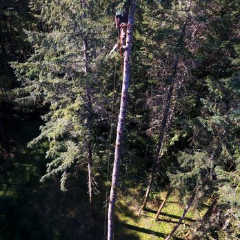 Integrity Tree Service - Tree Services Near Me - Toledo, Washington Integrity Tree Service - Tree Services Near Me - Toledo, Washington