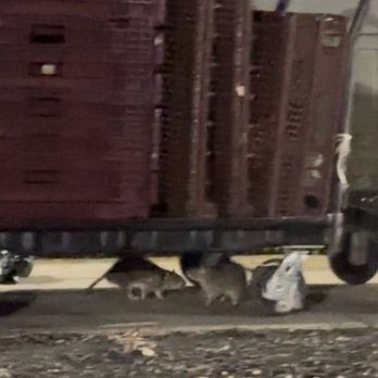McDonald's - rats here do not go! i saw 4 - Fast Food Near Me - Bowie, Maryland