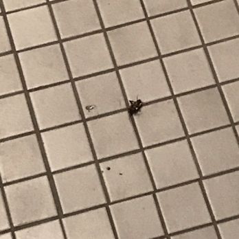 In-Shape Fitness - Roach on bathroom floor!!! - Gyms Near Me - Antioch, California In-Shape Fitness - Roach on bathroom floor!!! - Gyms Near Me - Antioch, California
