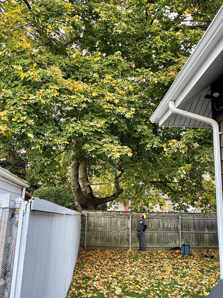 Mike's Professional Tree Service - tree service in Coventry, RI