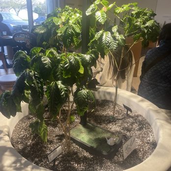 Moonwake Coffee Roasters - Coffee Roasteries Near Me - San Jose, California Moonwake Coffee Roasters - Coffee Roasteries Near Me - San Jose, California