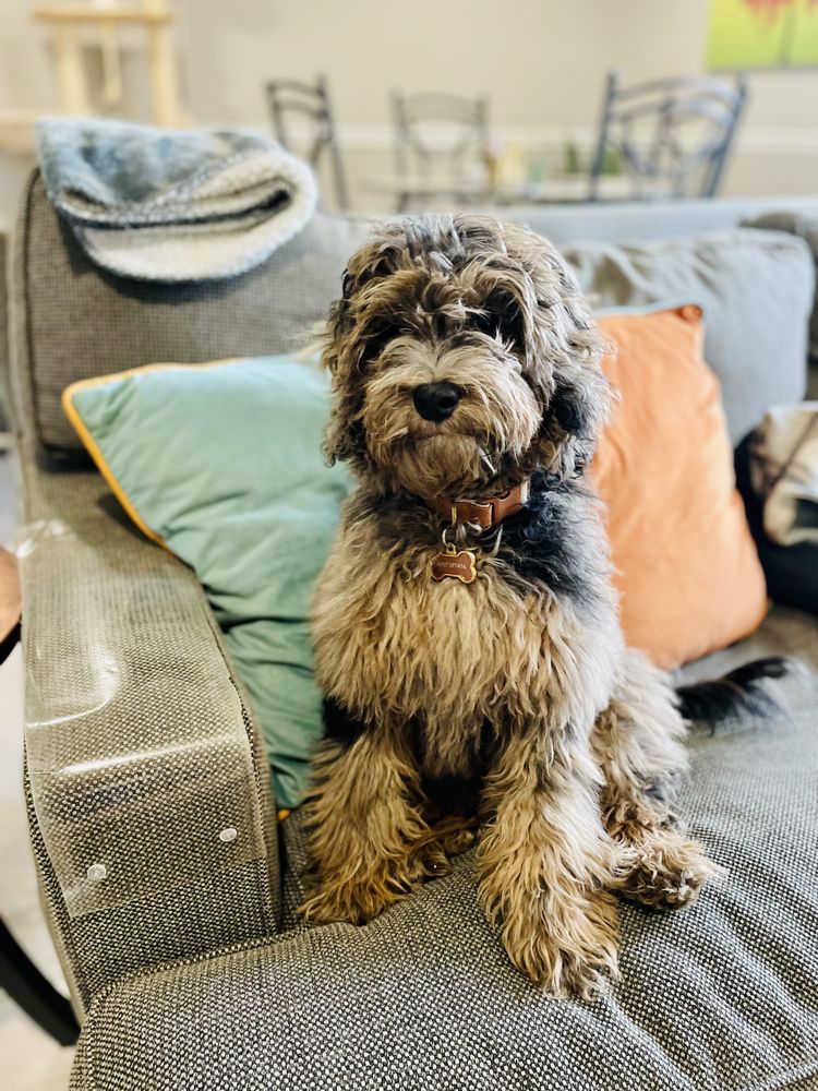 SERENITY PET TRAINING AND BEHAVIOR SOLUTIONS Updated October 2024