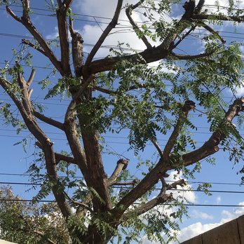 Jae Tree Service - Tree Services Near Me Jae Tree Service - Tree Services Near Me