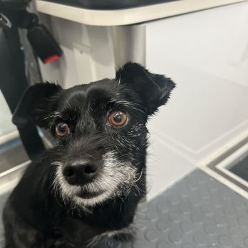 Temecula Creek Veterinary - Post op pic - Veterinarians Near Me - Temecula, California