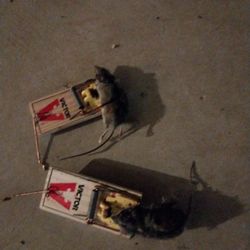 2 mice caught on snap traps.