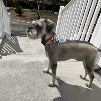 Bark Out Loud - Pet Groomers Near Me - San Diego, California