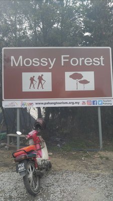 Mossy Forest by null