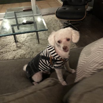 Magic Groomer - Disco is super happy! - Pet Sitting Near Me - Arcadia, California