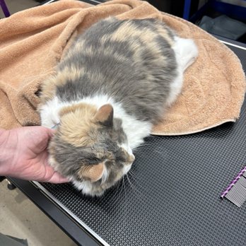 Amber's Peace Love & Paws - Blu was so happy afterwards! - Pet Groomers Near Me - Murphysboro, Illinois Amber's Peace Love & Paws - Blu was so happy afterwards! - Pet Groomers Near Me - Murphysboro, Illinois