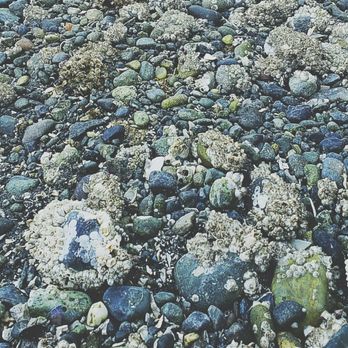 Saltwater State Park - Parks Near Me - Des Moines, Washington Saltwater State Park - Parks Near Me - Des Moines, Washington