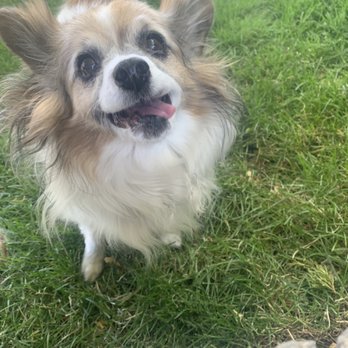 Downward Dog Pet Services - Tongue out Tuesday! - Dog Walkers Near Me Downward Dog Pet Services - Tongue out Tuesday! - Dog Walkers Near Me
