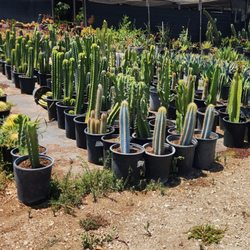 Valerie Growers - Good variety of cactus