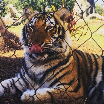 Mike the Tiger Habitat - Local Flavor Near Me - Baton Rouge, Louisiana Mike the Tiger Habitat - Local Flavor Near Me - Baton Rouge, Louisiana