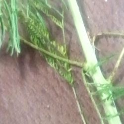 Williams Nursery - Fern do not know what kind