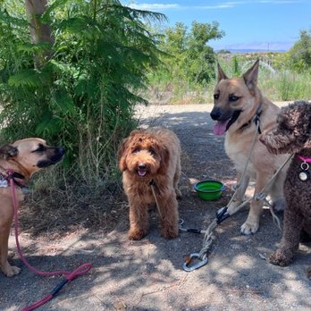 OC Pup Scouts - Dog Walkers Near Me - Dana Point, California OC Pup Scouts - Dog Walkers Near Me - Dana Point, California