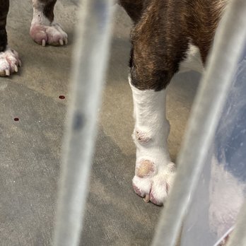 Ventura County Animal Services - Sores / bumps - Animal Shelters Near Me - Camarillo, California Ventura County Animal Services - Sores / bumps - Animal Shelters Near Me - Camarillo, California