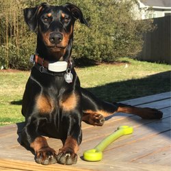 Eastwaye Veterinary Clinic - Piper our Doberman