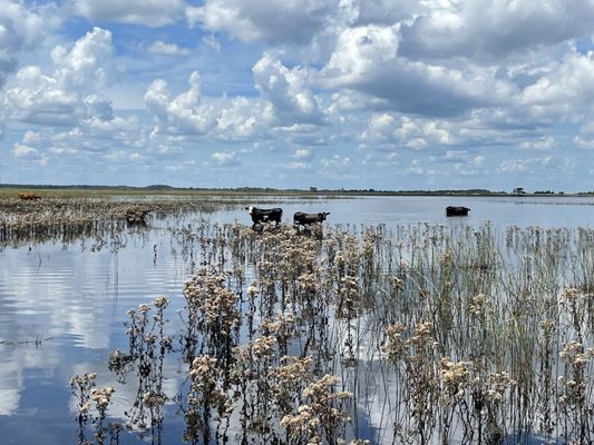 CAPT DUKE’S AIRBOAT RIDES - Updated July 2025 - 589 Photos & 33 Reviews - 28500 E Colonial Dr ...