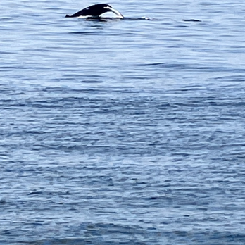 7 Seas Whale Watch - Whale Watching Tours Near Me - Gloucester, Massachusetts