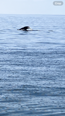 7 Seas Whale Watch by null