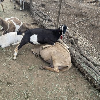 Stepladder Ranch & Creamery - Ranches Near Me - Cambria, California
