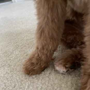 Pretty Paws - Piece of hair that was left uncut - Pet Groomers Near Me - Chantilly, Virginia