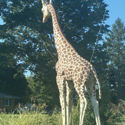 The Big Giraffe