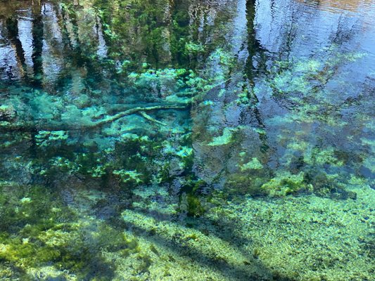 Fanning Springs State Park by null
