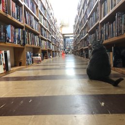Deana the bookshop cat