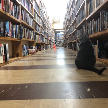 Book Buyers - Deana the bookshop cat - Bookstores Near Me - Charlotte, North Carolina