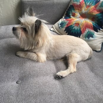 After Hours Dog Grooming - Very choppy lions cut - Pet Groomers Near Me - Oakland, California