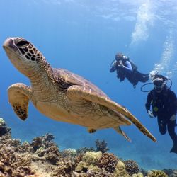 Banzai Divers Hawaii
