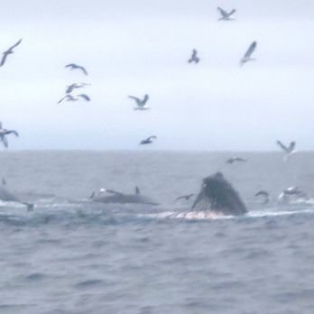 Discovery Whale Watch - Whale Watching Tours Near Me - Monterey, California Discovery Whale Watch - Whale Watching Tours Near Me - Monterey, California