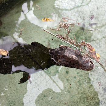 San Antonio Zoo - Zoos Near Me - San Antonio, Texas
