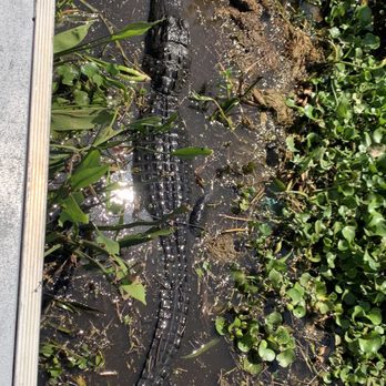 Ultimate Swamp Adventures - Tours Near Me - Westwego, Louisiana