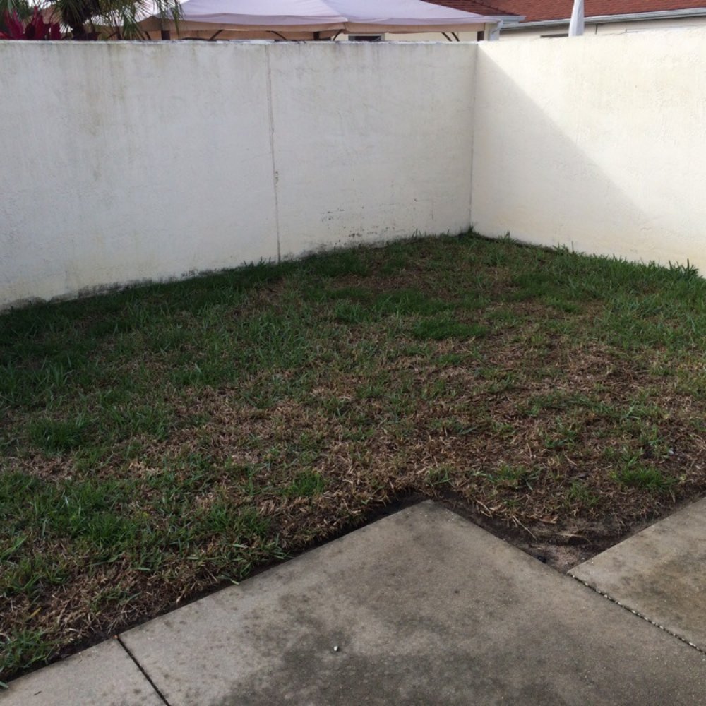 Mansfield Landscaping - Our courtyard before the magic began - Landscaping Near Me - Yalaha, Florida Mansfield Landscaping - Our courtyard before the magic began - Landscaping Near Me - Yalaha, Florida