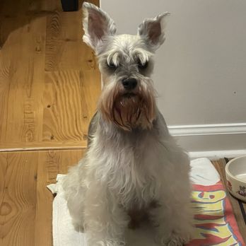Shampooch Palace - Pet Groomers Near Me - Loganville, Georgia