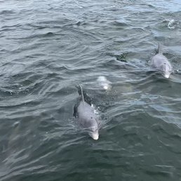 Saw so many Dolphins!! Saw so many Dolphins!!