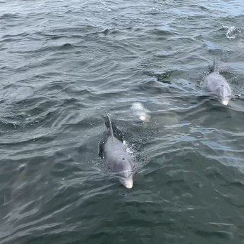 Pier Dolphin Cruises - Saw so many Dolphins!! - Boat Charters Near Me - St Petersburg, Florida Pier Dolphin Cruises - Saw so many Dolphins!! - Boat Charters Near Me - St Petersburg, Florida