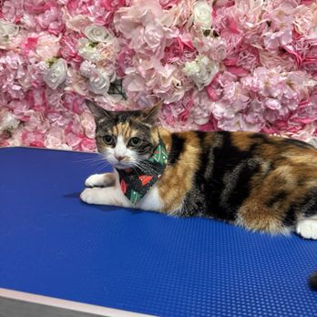 Doggy Cat Boutique - Momo - Pet Stores Near Me - Lomita, California Doggy Cat Boutique - Momo - Pet Stores Near Me - Lomita, California