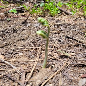 Tumalo Creek Trail - Fiddlehead, good to eat in Korean banchan. - Hiking Near Me - Bend, Oregon Tumalo Creek Trail - Fiddlehead, good to eat in Korean banchan. - Hiking Near Me - Bend, Oregon
