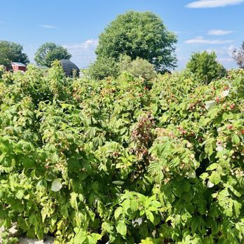 Berry Patch Farms - Raspberry bushes - Farmers Market Near Me - Brighton, Colorado Berry Patch Farms - Raspberry bushes - Farmers Market Near Me - Brighton, Colorado