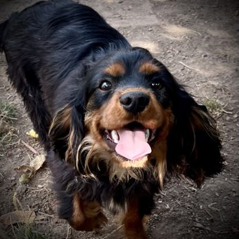Little Cosmos Cavaliers - Comet - Pet Breeders Near Me Little Cosmos Cavaliers - Comet - Pet Breeders Near Me
