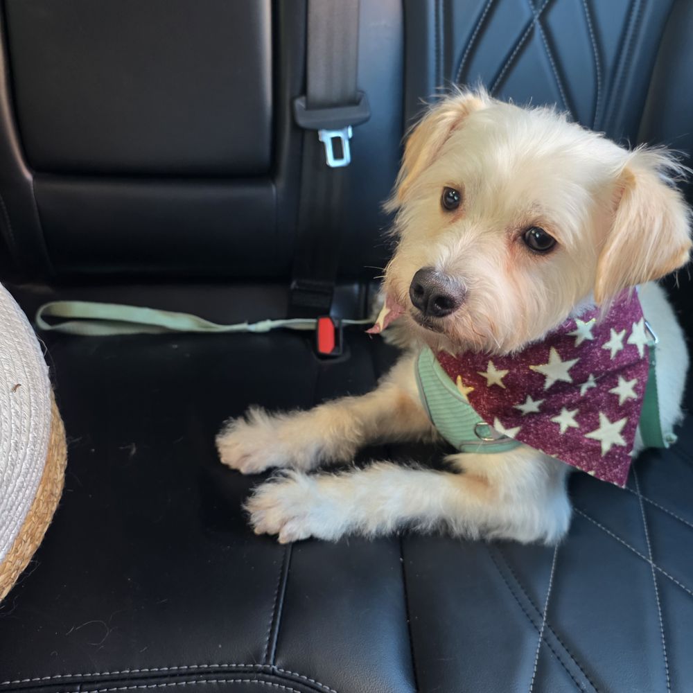 City Dog - After! - Pet Stores Near Me - San Diego, California