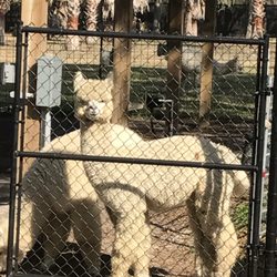 Golden Spirit Alpaca Ranch