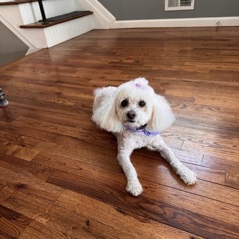 PET PAWLOUR Updated June 2025 99 Photos 36 Reviews 1866 Victory Blvd Staten Island New York Pet Groomers Phone Number Yelp