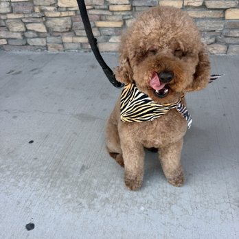 My Dog’s Spaw - Poodle Grooming - Pet Groomers Near Me - Norco, California