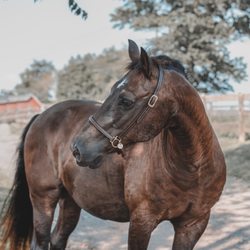 Nicole Cranford Photography