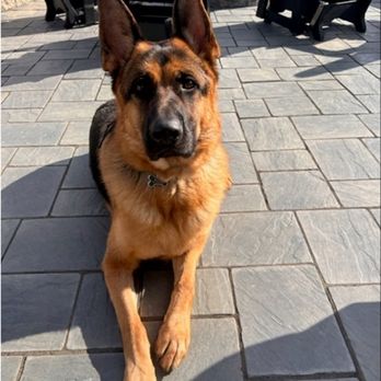 Shiraz Farm German Shepherd - Pet Training Near Me - Upperville, Virginia Shiraz Farm German Shepherd - Pet Training Near Me - Upperville, Virginia