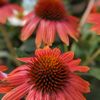 Grant Line Garden Center & Nursery gift card